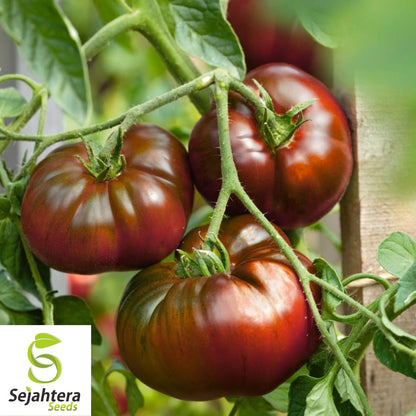 Paul Robeson Tomato Seeds - 120+ Heirloom, Organic, Non-GMO & Rare