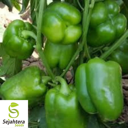 Emerald Giant Bell Pepper Seeds - 120+ Heirloom, Organic, Non-GMO & Sweet