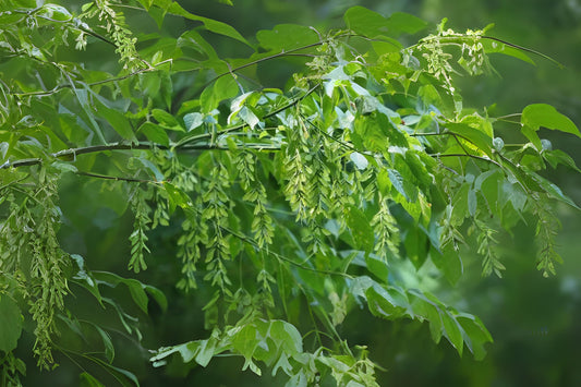 Ash-leaved Maple Ashleaf Box Elder Boxelder Manitoba (Acer negundo)