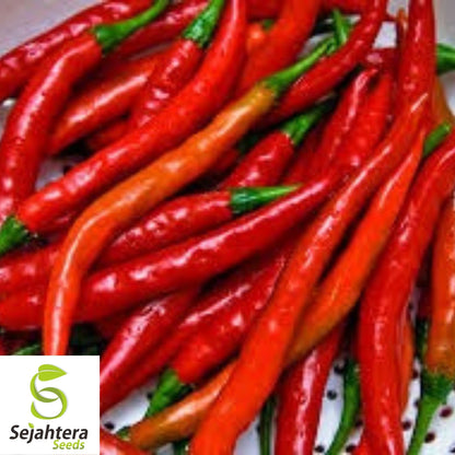 Cayenne Pepper Seeds 50+ | Long Red Slim Hot Vegetable NON-GMO USA