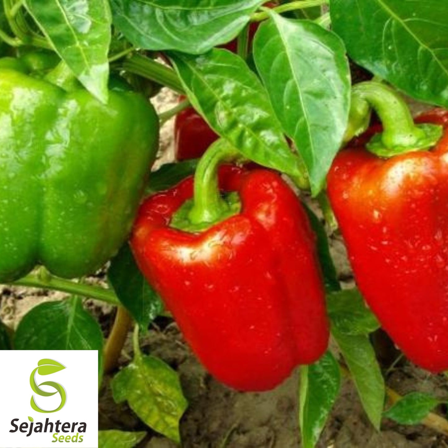 25 Keystone Giant Sweet Pepper Seeds - Non-GMO, Sweet & High-Yield Variety