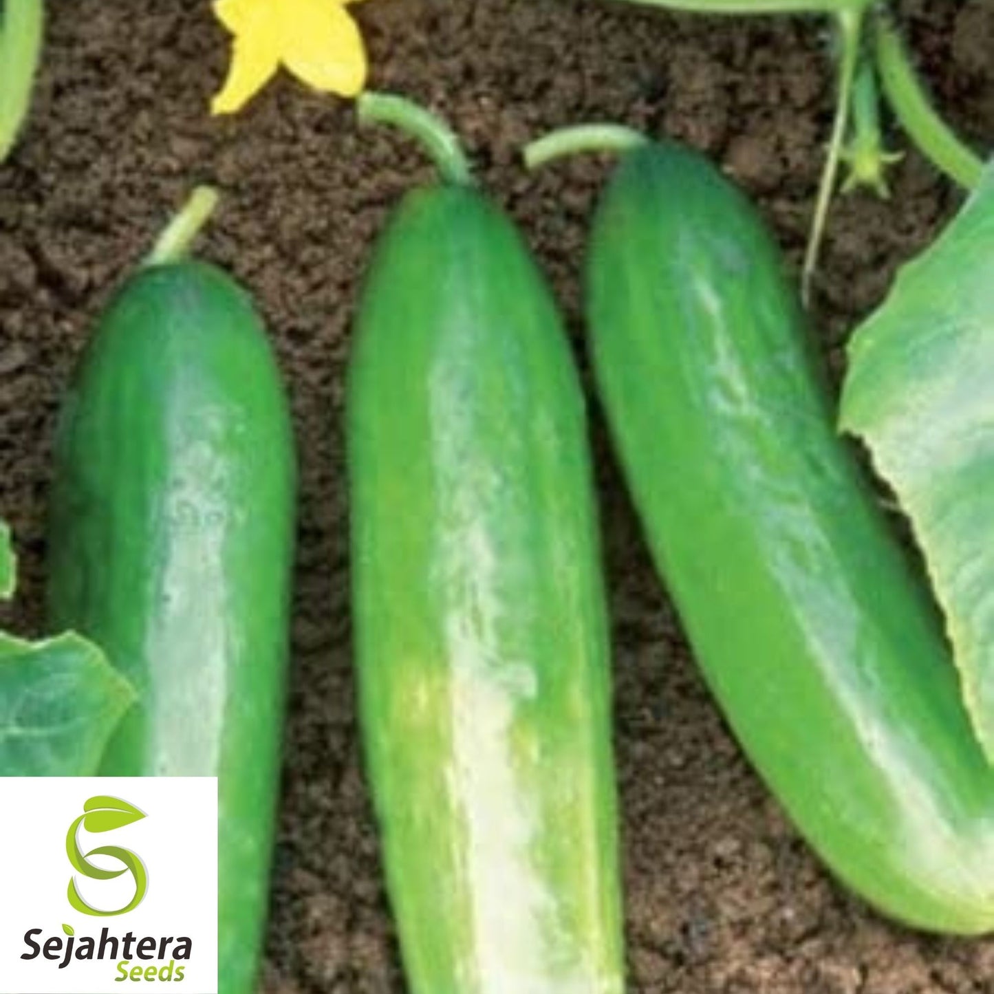 Ashley Long Cucumber Seeds 50+ | Heirloom NON-GMO Vegetable Garden USA