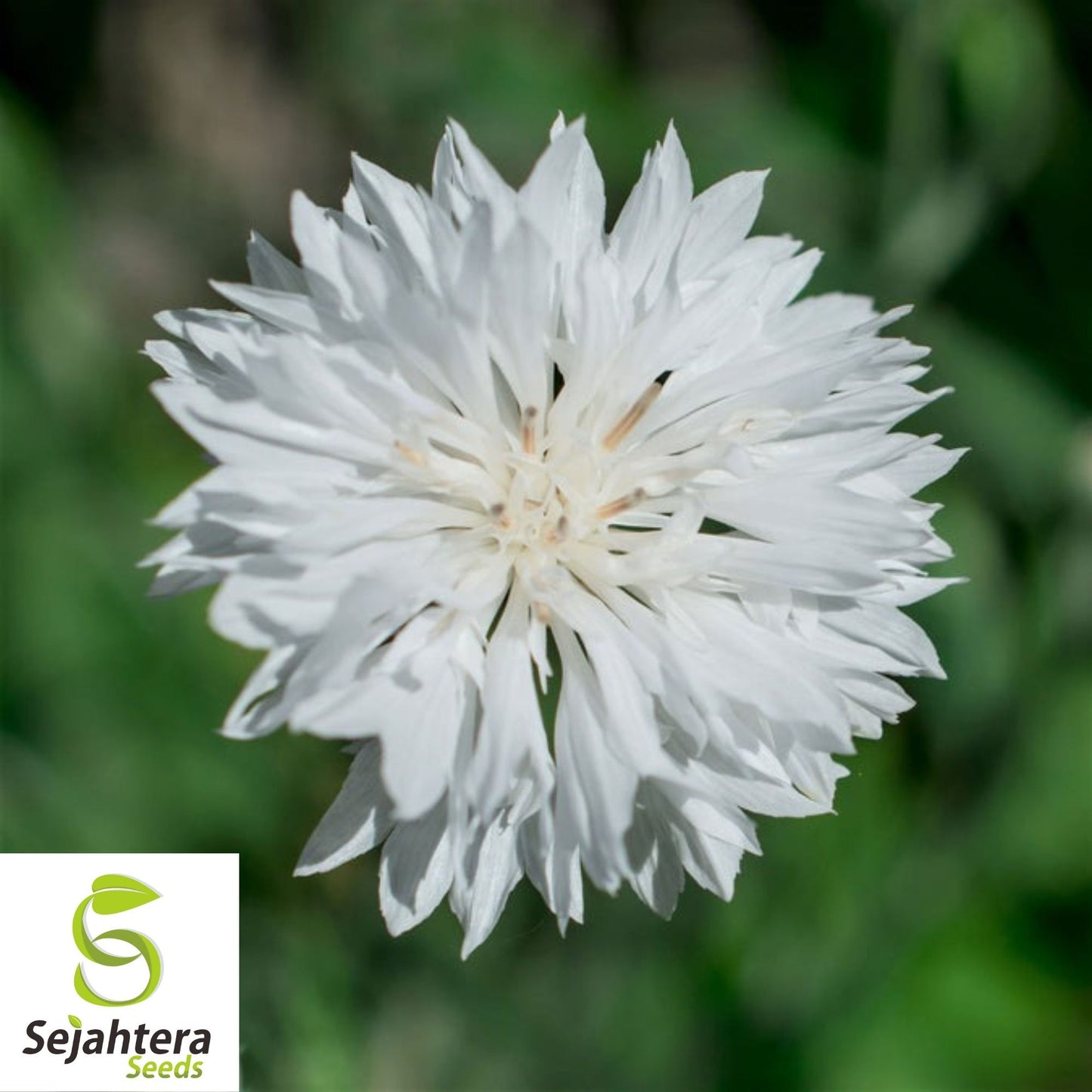 Tall White Bachelor Button Seeds 200+ | Cornflower Annual Flower USA