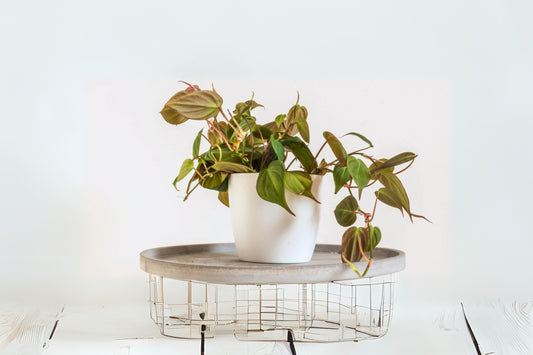 Philodendron Micans Plant - Velvet Leaf Indoor Plant - Heart-Shaped Leaves - Easy Care Trailing Houseplant - Philodendron Micans