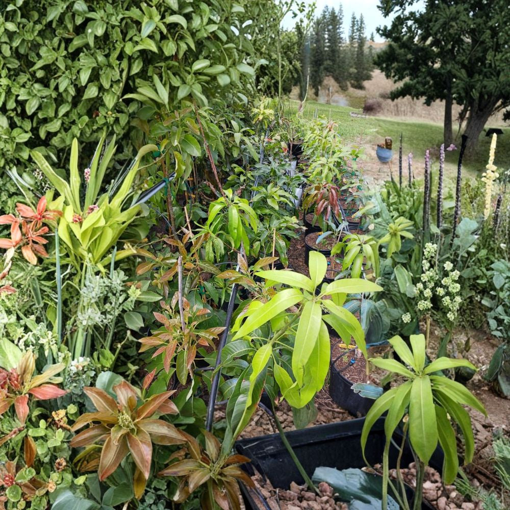 Pineapple Pleasure Mango Tree – Mangifera indica Grafted Organic Tree | 4 Feet Tall | Premium Florida Variety  Highly Sought After | Large Sweet Fruit | Tropical Backyard Favorite