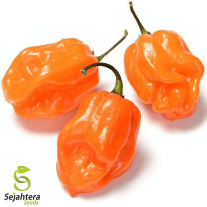 25 Habanero Pepper Seeds - Non-GMO, Extra Spicy & Flavorful Variety