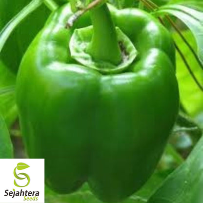Emerald Giant Bell Pepper Seeds - 120+ Heirloom, Organic, Non-GMO & Sweet