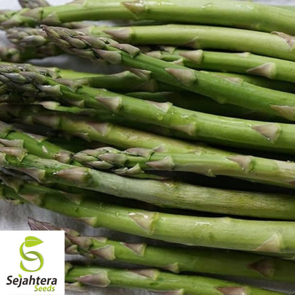 Asparagus Seeds 100+ | Mary Washington Vegetable Garden NON-GMO USA