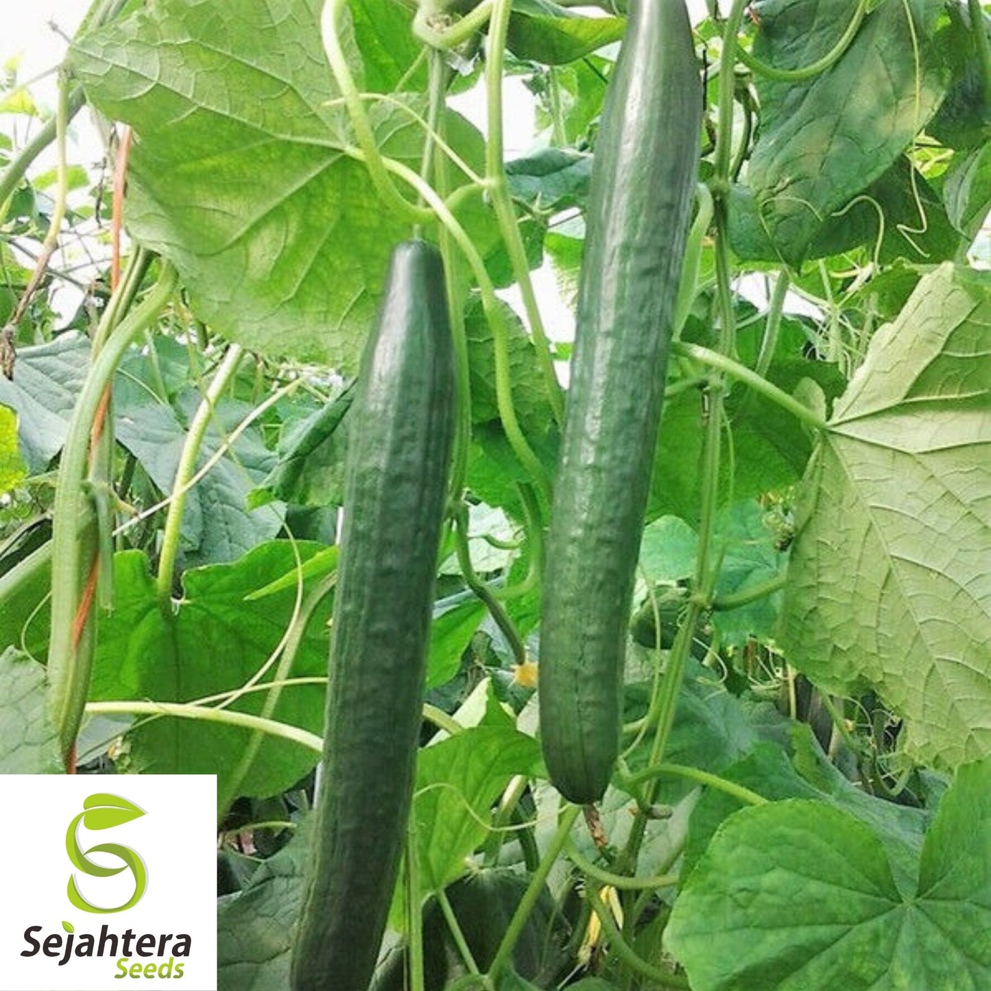 Ashley Long Cucumber Seeds 50+ | Heirloom NON-GMO Vegetable Garden USA