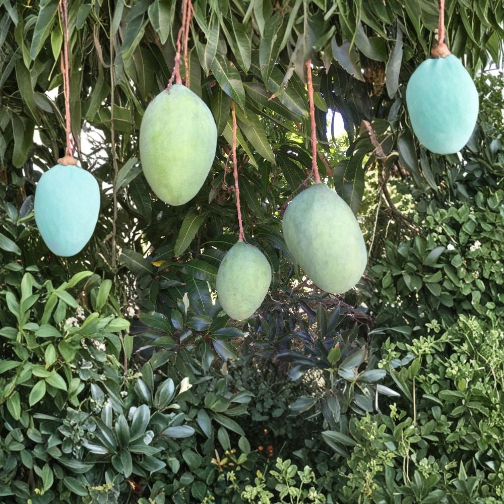 Pineapple Pleasure Mango Tree – Mangifera indica Grafted Organic Tree | 4 Feet Tall | Premium Florida Variety  Highly Sought After | Large Sweet Fruit | Tropical Backyard Favorite