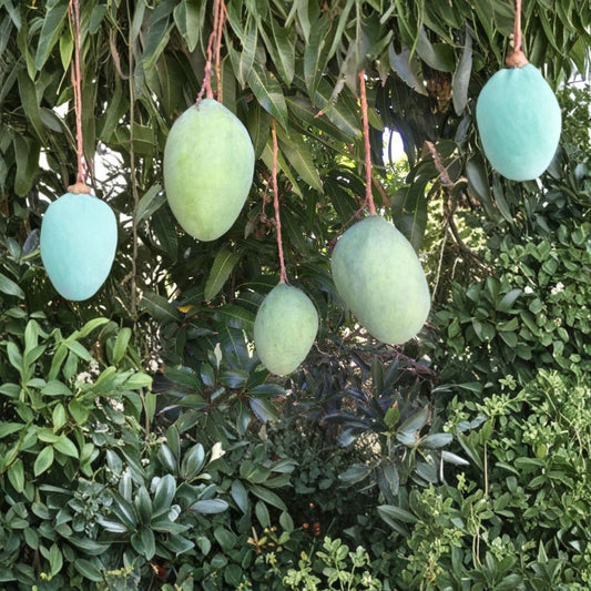 Pineapple Pleasure Mango Tree – Mangifera indica Grafted Organic Tree | 4 Feet Tall | Premium Florida Variety  Highly Sought After | Large Sweet Fruit | Tropical Backyard Favorite