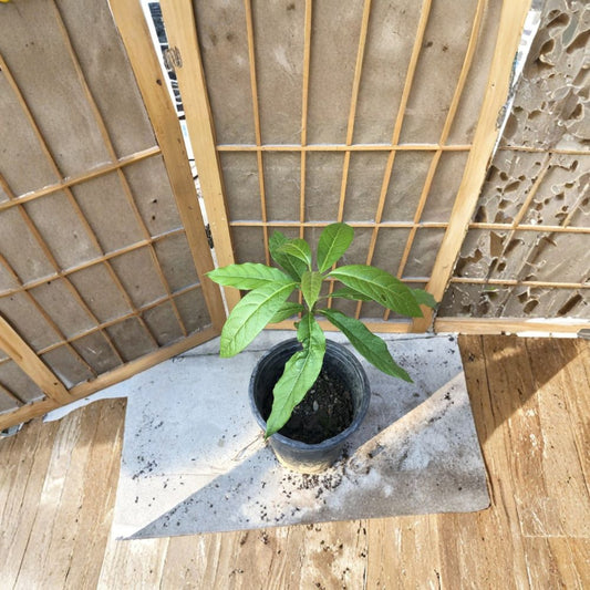 Avocado Fruit Tree – Persea americana Live Tropical Plant | Approximately 15 Inches Tall | Trimmed – No Pot  Ready to Plant | Freshly Pruned | Great for Warm Climates