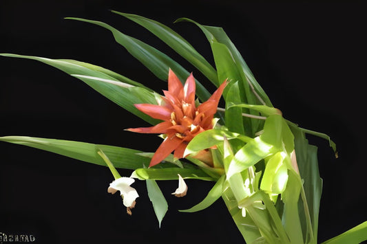 Bromeliad Plant 5" Pot Guzmania Ice Cream Variety (Guzmania spp.) - Unique Spineless Foliage for Interiorscaping