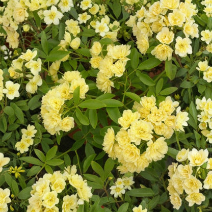 Yellow Lady Banks Rose ‘Lutea’ – Rosa banksiae Live Climbing Rose | 1–2 Feet Tall | Shipped in 6 Inch Pot  Double Yellow Blooms | Nearly Thornless | Spring Flowering Vine