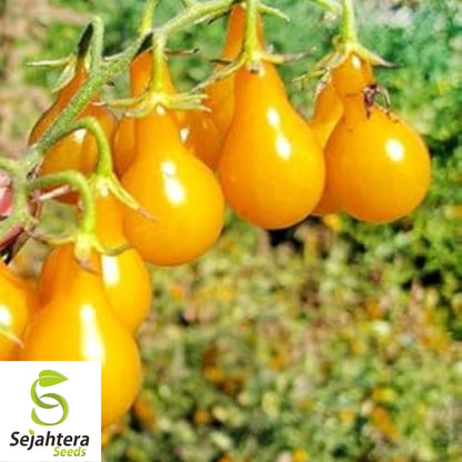 Yellow Pear Tomato Seeds - 10+ Heirloom, Organic, Non-GMO & Sweet