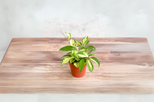 Hoya Carnosa Krimson Princess Plant 3" Pot - Variegated Wax Plant with Creamy Edges - Indoor Houseplant Decor