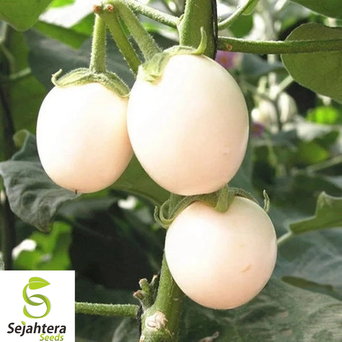 50+ White Egg Eggplant Seeds – Heirloom, Organic, Non-GMO, Rare & High-Yield