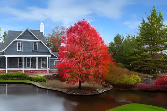 Red Maple (Acer rubrum Northern winged seed)