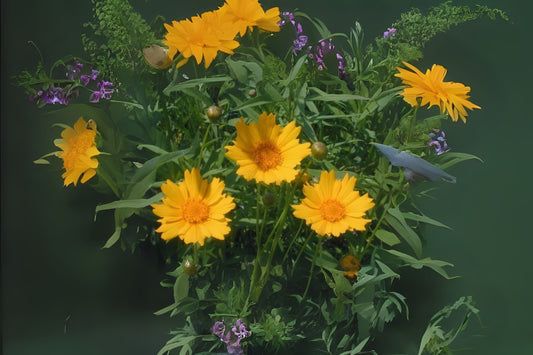 Coreopsis Large-flowered Tickseed Largeflower (Coreopsis grandiflora)