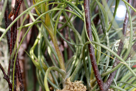 Tillandsia Butzii Air Plant - Unique Variety for Home Decor - Perfect for Terrariums and Plant Enthusiasts - Tillandsia spp.