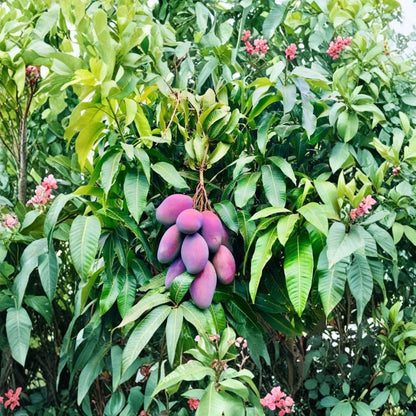 Grafted Palmer Mango Tree – Mangifera indica Live Tree | 3–4 Feet Tall | USDA Certified  Premium Tropical Variety | Large Sweet Fruit | Fiber-Low Mango