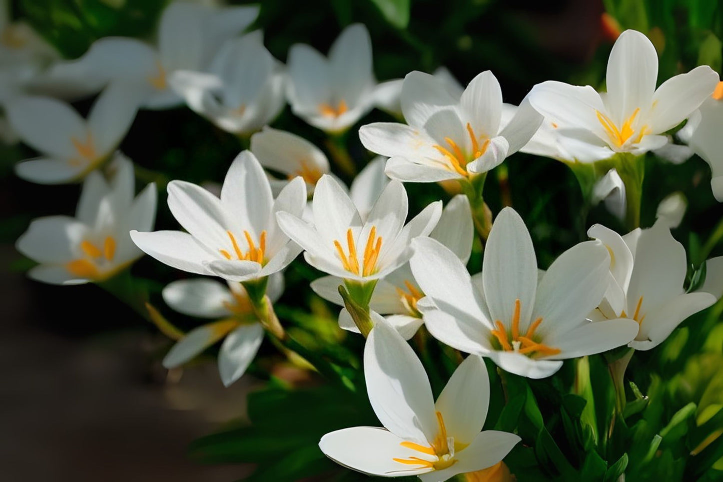 Rainlily Bulbs - 5 Bulb Pack - White Zephyr Lily, Fairy Lily, Zephyranthes - Amaryllidaceae Family