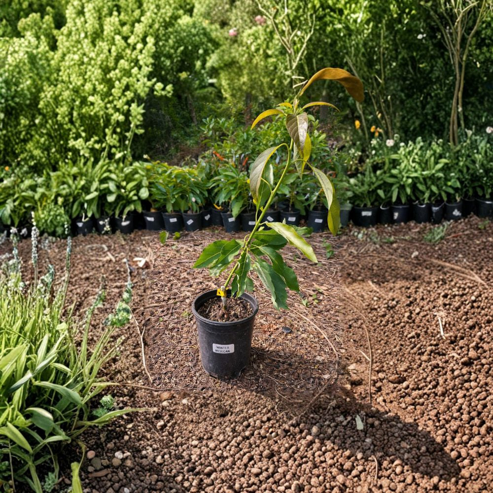 Winter Mexican Avocado Tree – Persea americana Grafted Live Tree | 2–3 Feet Tall  Ultra Cold Hardy Avocado | Rich, Creamy Fruit | Heat & Cold Tolerant