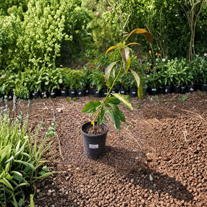 Winter Mexican Avocado Tree – Persea americana Grafted Live Tree | 2–3 Feet Tall  Ultra Cold Hardy Avocado | Rich, Creamy Fruit | Heat & Cold Tolerant