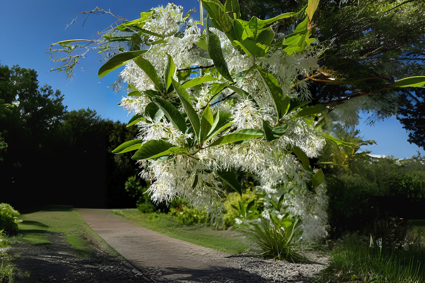 Grancy Grey Old Mans Fringetree (Chionanthus virginicus)