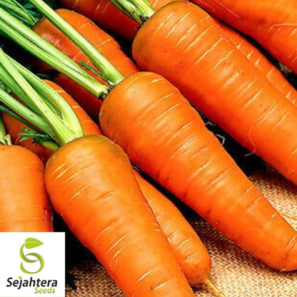 Chantenay Red Cored Carrot Seeds 1000+ | Heirloom Vegetable NON-GMO USA