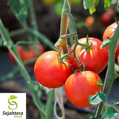 100 Moneymaker Tomato Seeds - Heirloom, Non-GMO, High-Yield Variety