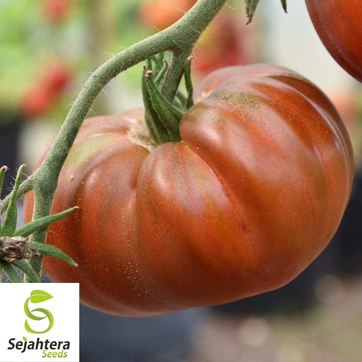 Paul Robeson Tomato Seeds - 120+ Heirloom, Organic, Non-GMO & Rare