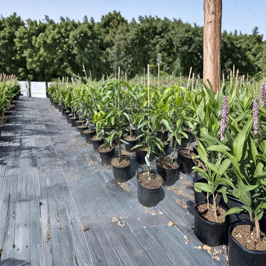 Pram Kai Mea Mango Tree – Mangifera indica Grafted Live Tree | 2–3 Ft Tall | 3-Gallon Pot  Thai Green-Eating Variety | Sweet & Crunchy | Prolific Producer