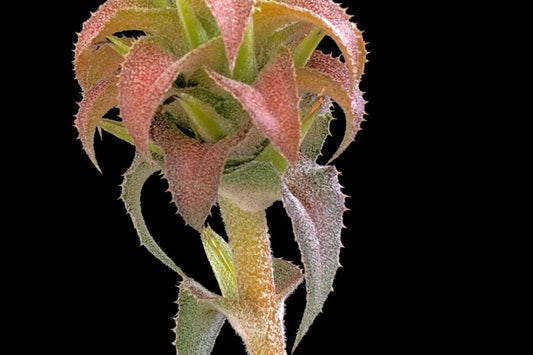 Orthophytum Buranhense 6" Pot - Silver Green Foliage Bromeliad - Tropical Houseplant for Collectors and Novelties