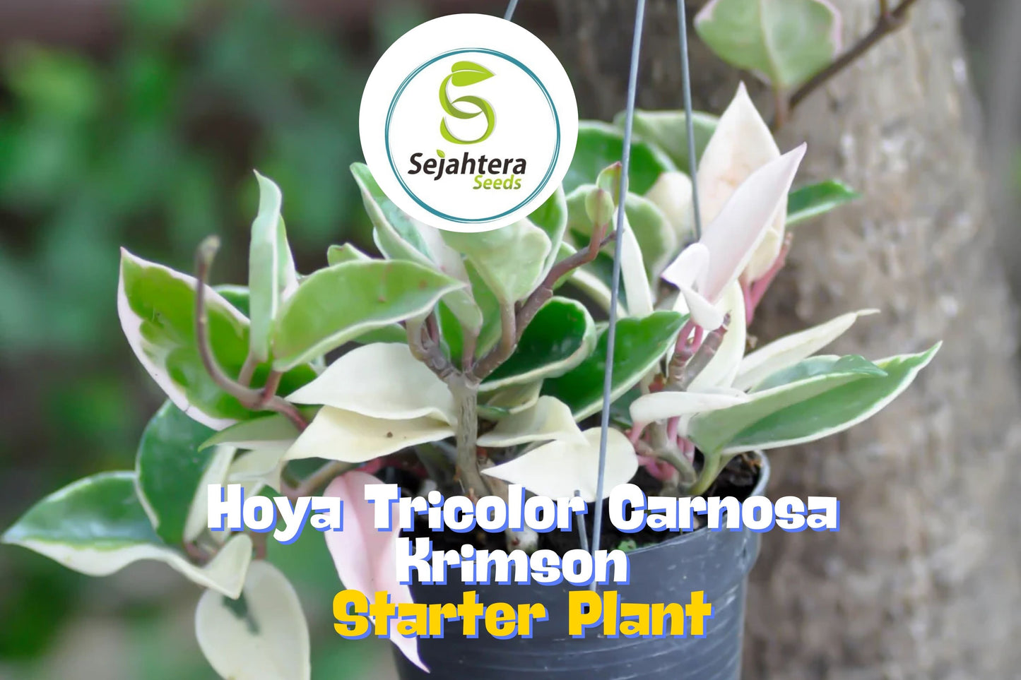 Hoya Carnosa 'Krimson Queen' – Live Tricolor Variegated Wax Plant in 4" Pot