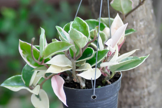 Hoya Carnosa 'Krimson Queen' – Live Tricolor Variegated Wax Plant in 4" Pot