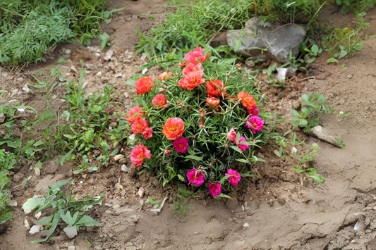 Orange Portulaca Plant in 6 in Pot | Moss Rose, Drought-Tolerant Succulent | Portulaca oleracea