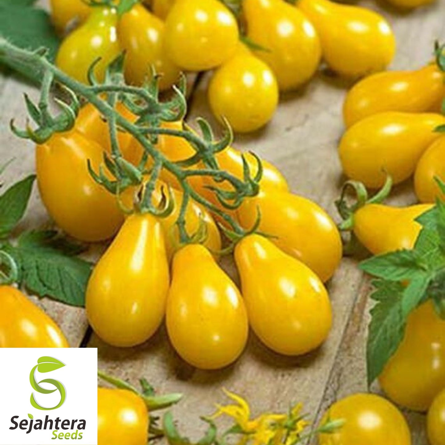 Yellow Pear Tomato Seeds - 10+ Heirloom, Organic, Non-GMO & Sweet