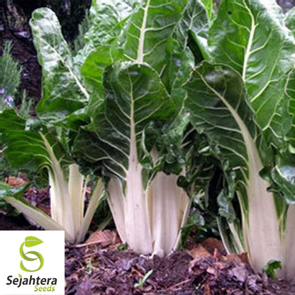 Swiss Chard Lucullus Seeds 50 Ct | Heirloom Vegetable Garden NON-GMO USA