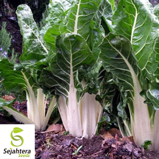 Swiss Chard Lucullus Seeds 50 Ct | Heirloom Vegetable Garden NON-GMO USA