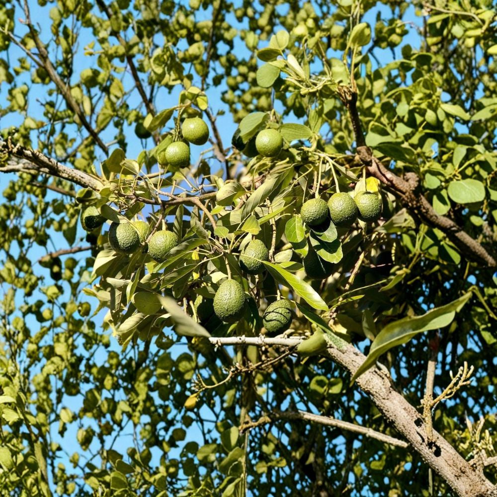 Avocado Fruit Tree – Persea americana Live Tropical Plant | Approximately 15 Inches Tall | Trimmed – No Pot  Ready to Plant | Freshly Pruned | Great for Warm Climates