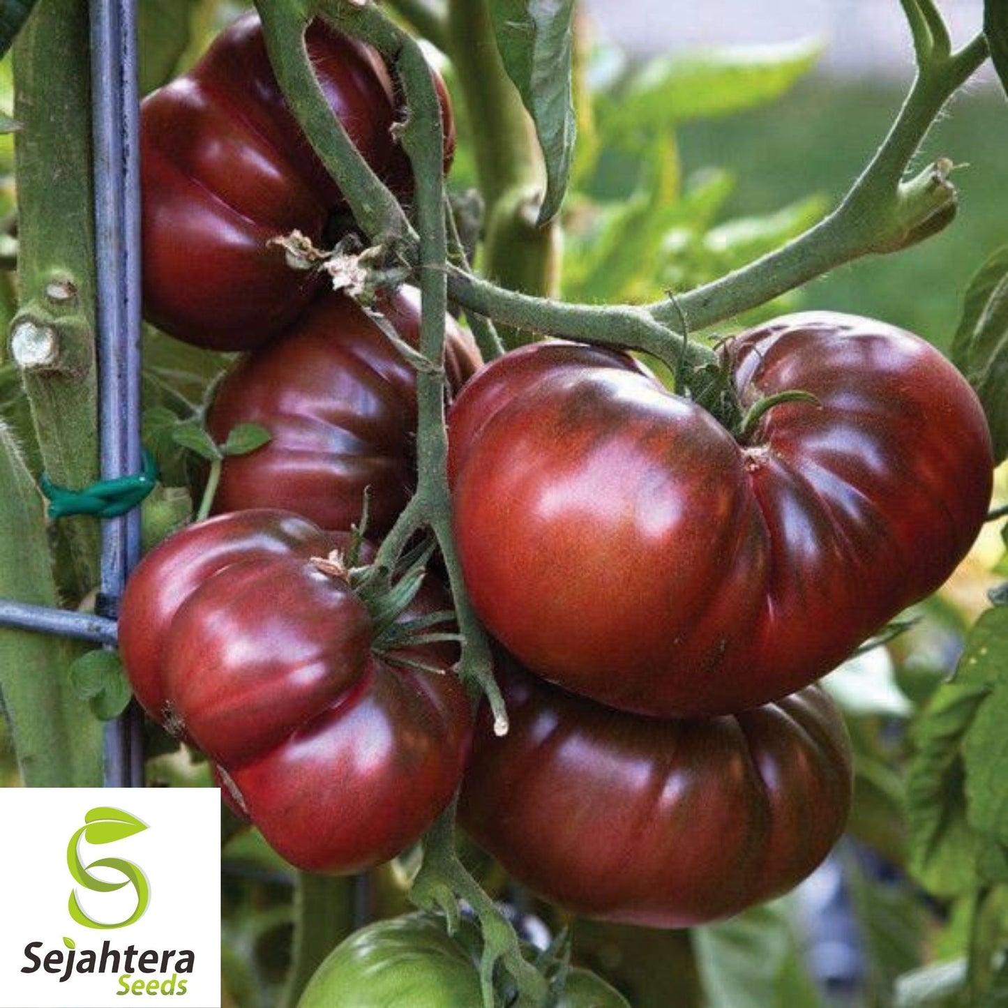lack From Tula Tomato Seeds 50 Ct | Heirloom NON-GMO Vegetable Seeds USA