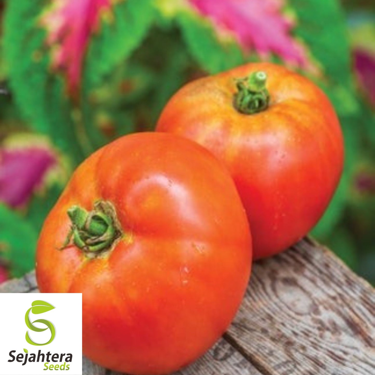 Burpee's Big Boy Tomato Seeds - 10+ Hybrid, Organic, Non-GMO & High Yield