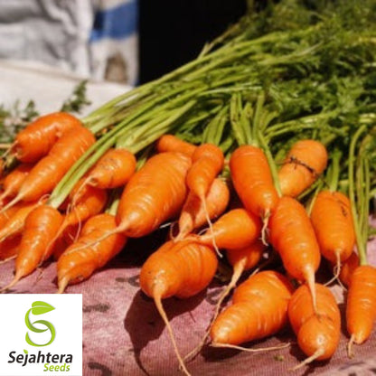 300 Little Fingers Carrot Seeds - Non-GMO, Sweet & Compact Variety