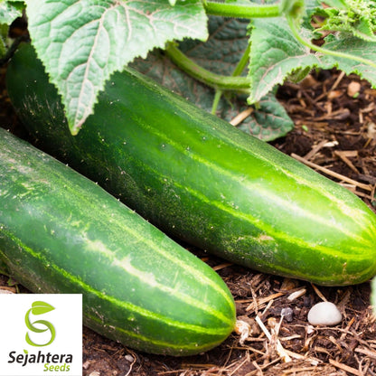Ashley Long Cucumber Seeds 50+ | Heirloom NON-GMO Vegetable Garden USA