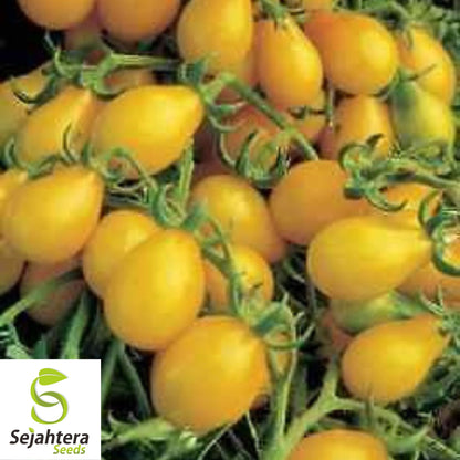 Yellow Pear Tomato Seeds - 10+ Heirloom, Organic, Non-GMO & Sweet