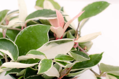 Hoya Carnosa 'Krimson Queen' – Live Tricolor Variegated Wax Plant in 4" Pot