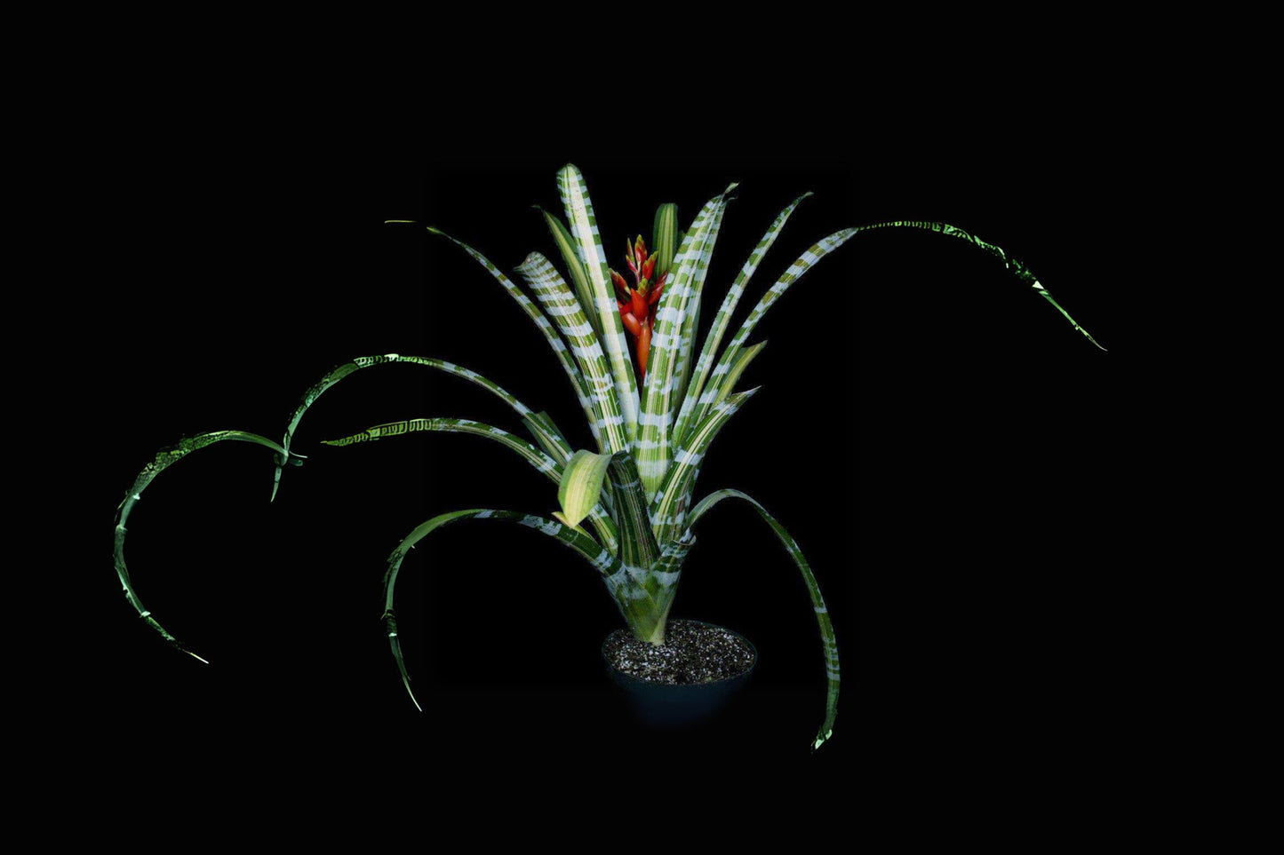 Aechmea Zebrina Variegated Plant 8" Pot - Unique Green & Yellow Foliage - Aechmea Zebrina Variegated for Collectors and Novelties