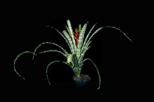Aechmea Zebrina Variegated Plant 8" Pot - Unique Green & Yellow Foliage - Aechmea Zebrina Variegated for Collectors and Novelties
