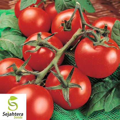 100 Moneymaker Tomato Seeds - Heirloom, Non-GMO, High-Yield Variety